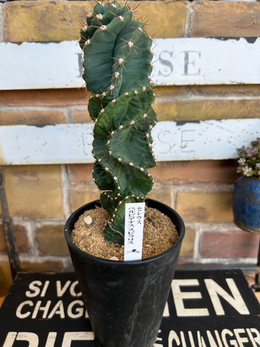 セレウス・ペルビアナス・スピラリス | 花華ショップ セレウス・ペルビアナス・スピラリス | 花華ショップ