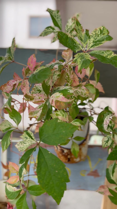 サムネイル： アメリカヅタ ミステリーピンク