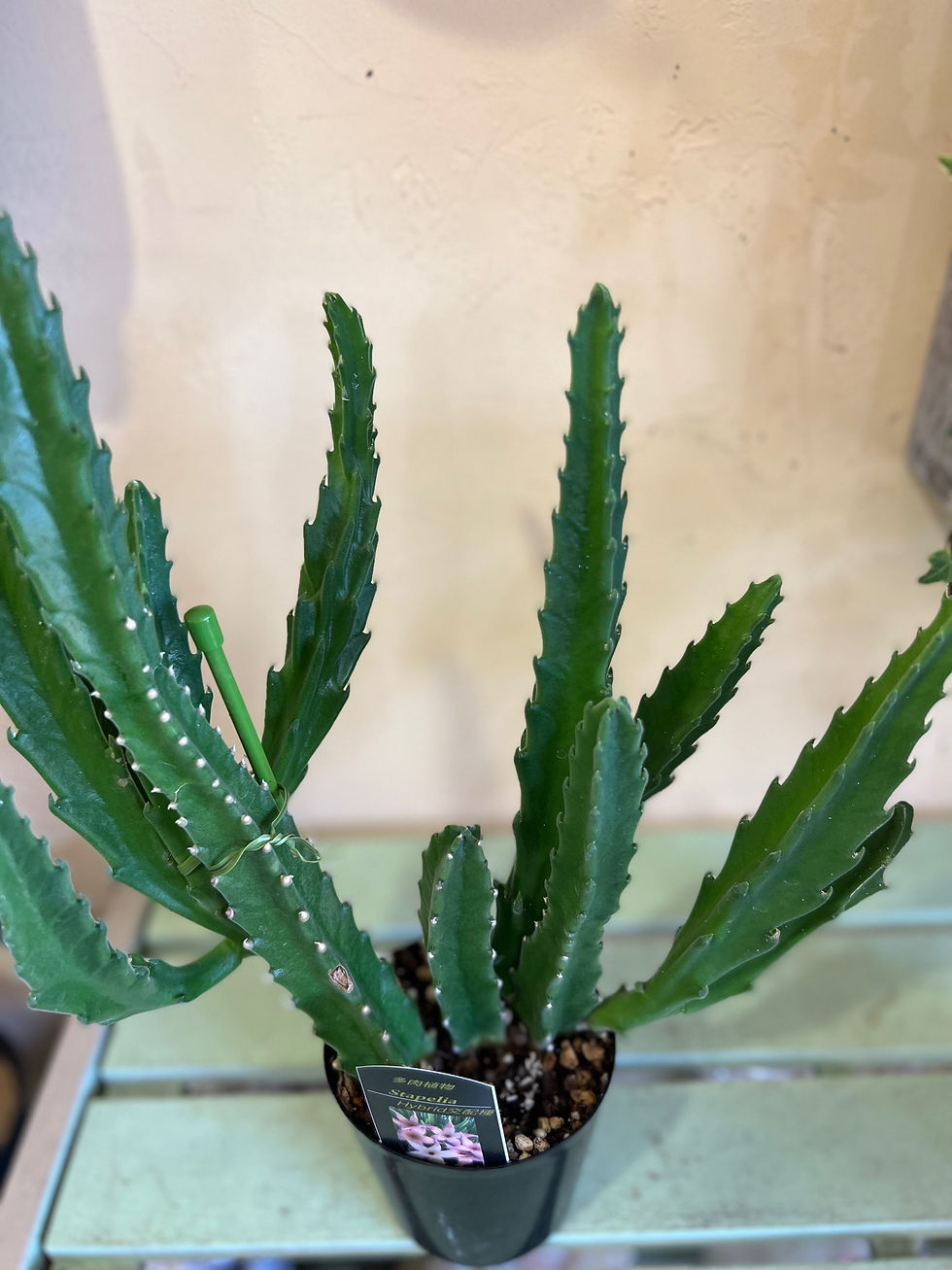 サムネイル： スタペリア ヒルスタ X ギガンティア交配種