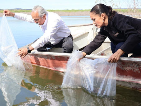 Promueven repoblamiento pesquero en Tamaulipas con la liberación de 8 mil alevines