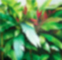 Pintura al óleo naturaleza