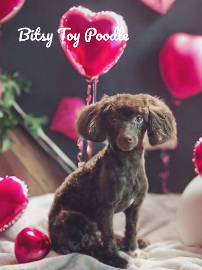 Bitsypoodlegroomed_edited.jpg