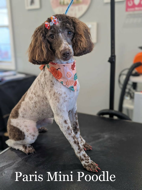 ParisPoodle_edited.jpg
