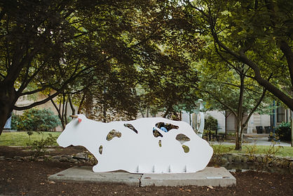 Resting Red Eared Cow