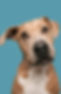 download (11).jpeg