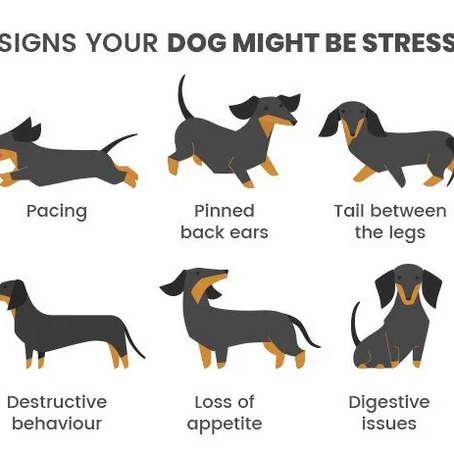 Is your pet stressed? How can you help?
