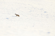 fox neige 2.JPG