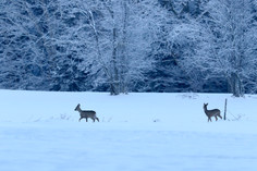 Chevreuil dans la neige.JPG