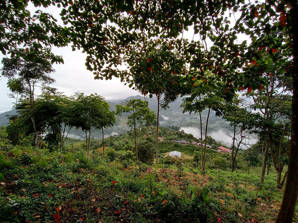 Thumbnail: Colombia - Fincamigos - Washed Tabi - 250g