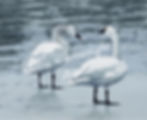 Two white swans stand together, LeslieCartwrightArt, visible text, serene water background.