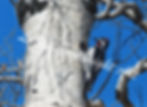 Woodpecker perched on tree, Leslie Cartwright Art against blue sky background.