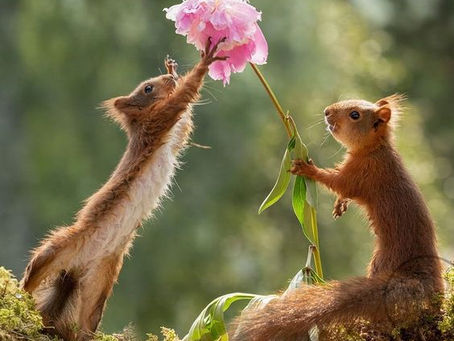 PLAYFULNESS and JOY