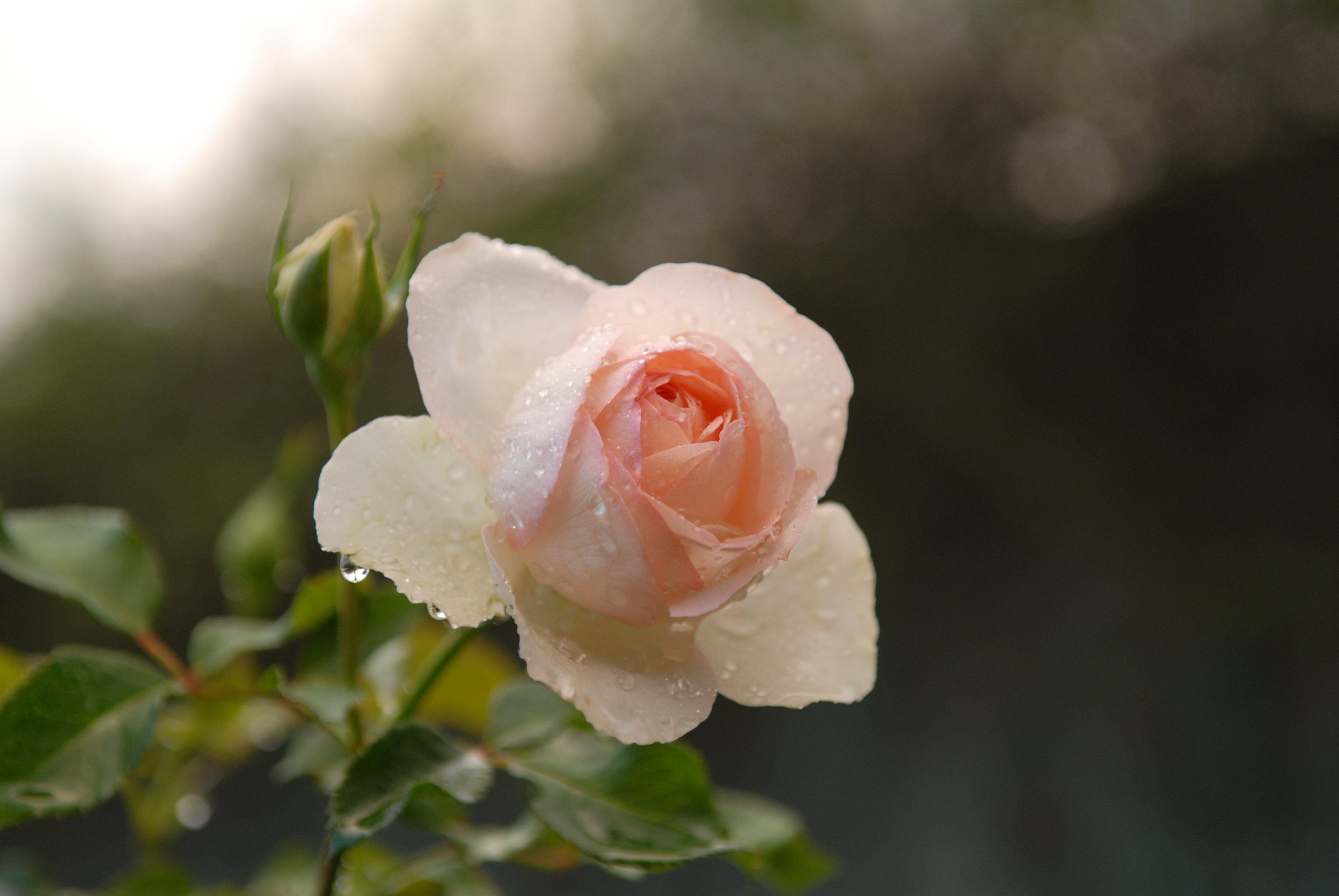 rose - Ninfa Gardens, Italy