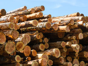 Introduction to Mass Timber