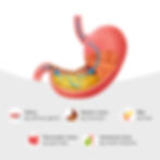 The Role of Gastric Juice in the Digestion: A Comprehensive Guide