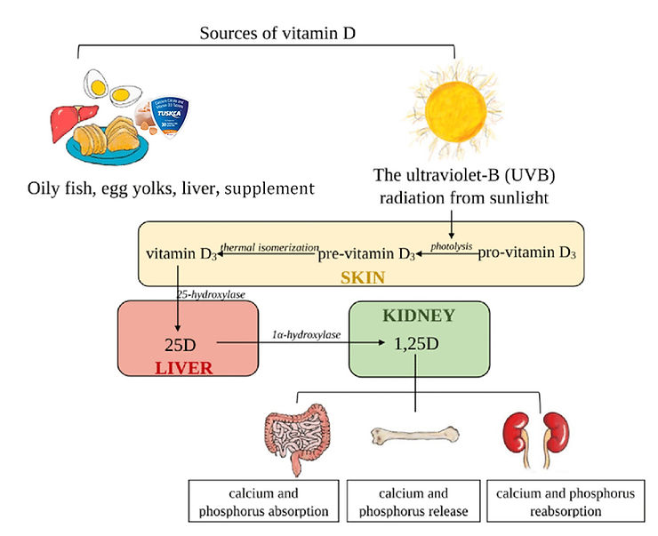 vitamin D, Calcium, Calcium metabolism, human body,