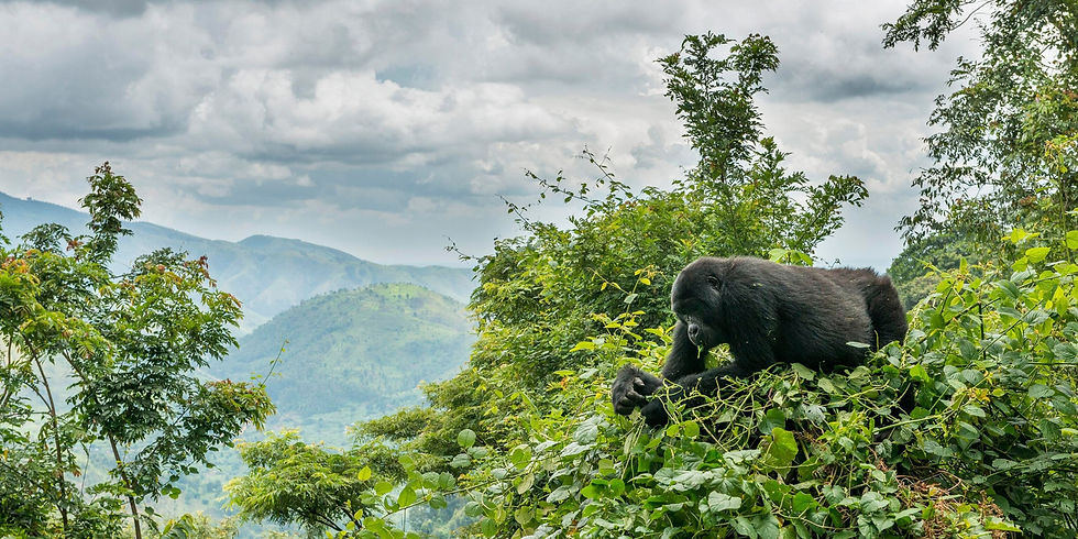 Close-up view of the iconic Mountain Gorilla
