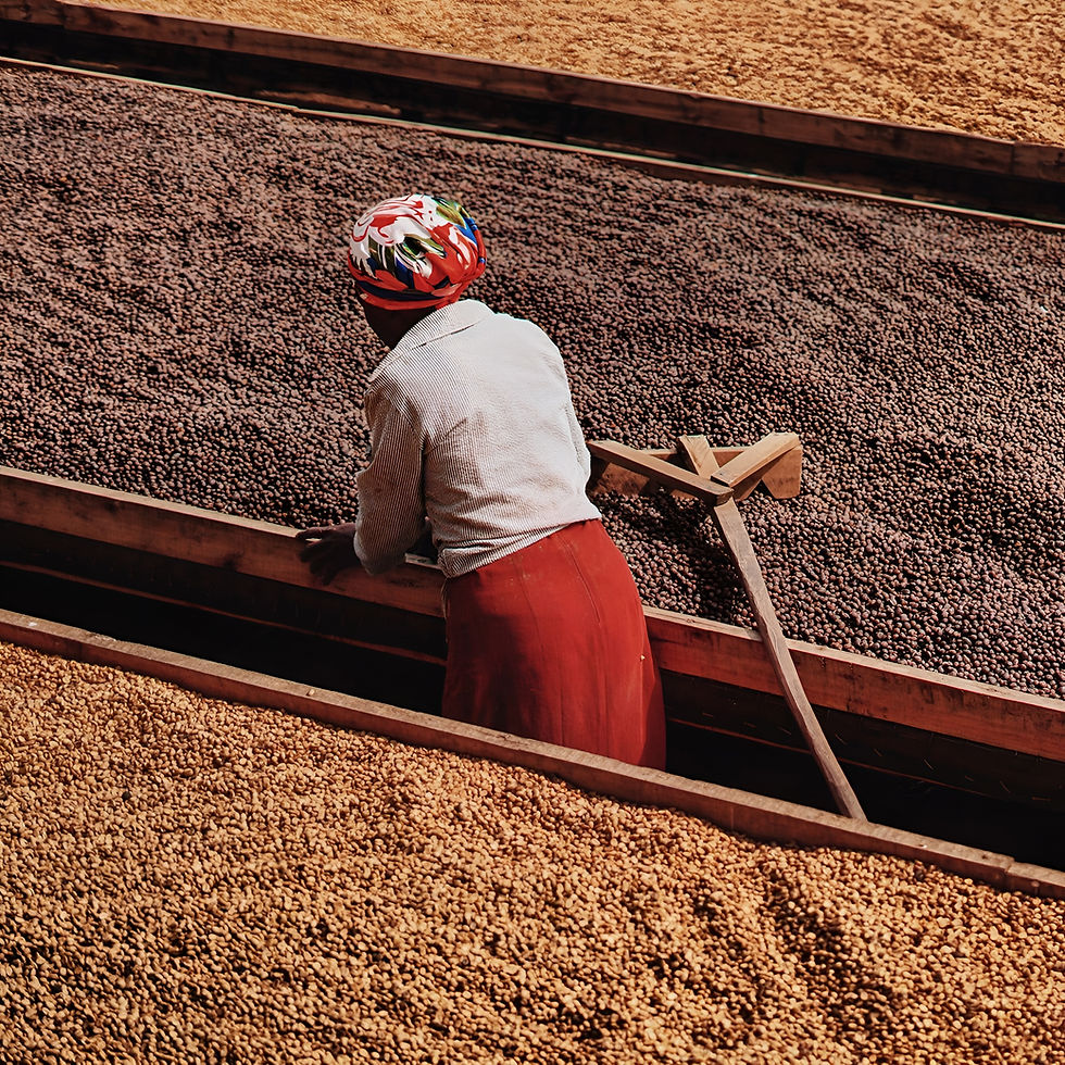 Woman spreading coffee beans on raised drying beds under the sun during processing