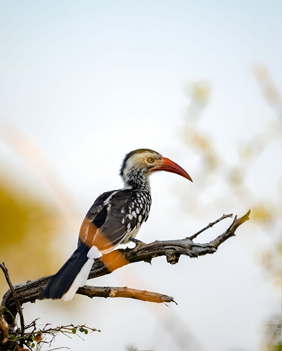 Bird perched in the forest canopy of Nyungwe National Park