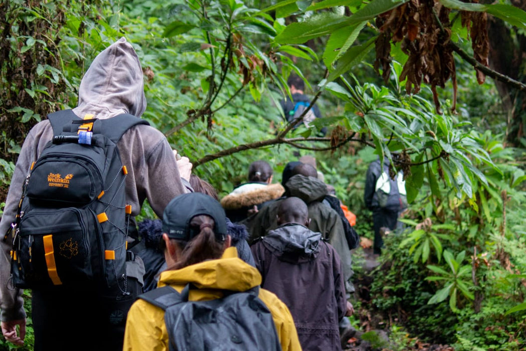 A group of hikers trekking through Volcanoes National Park during an adventure experience in Rwanda