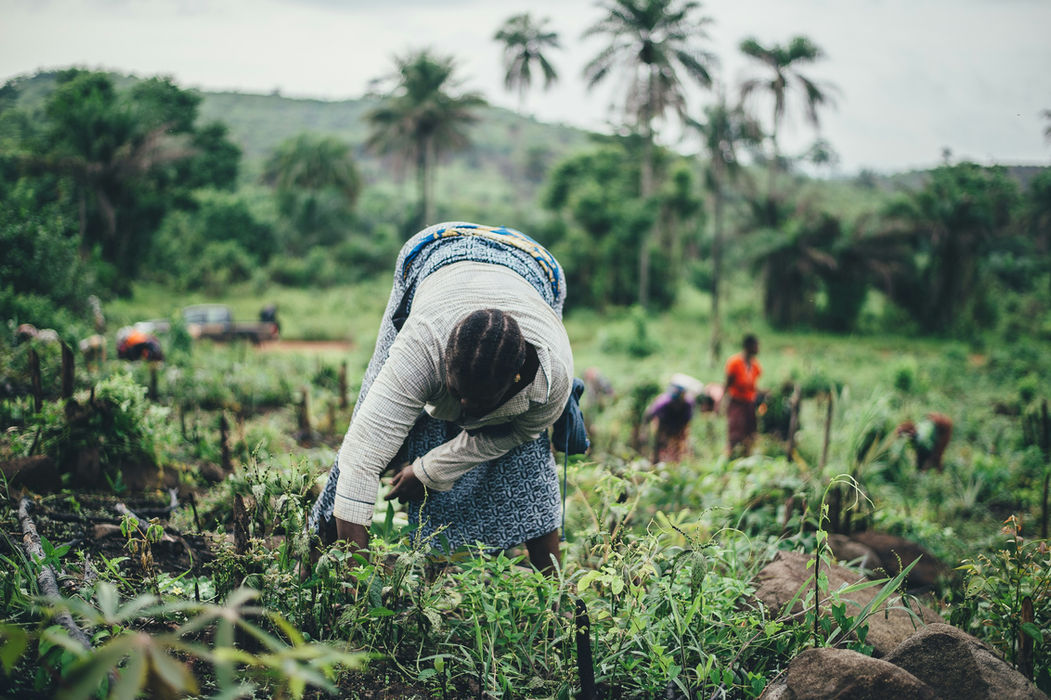 A Rwandan woman planting rice by hand in a field using traditional farming techniques