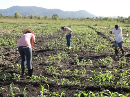PRODUÇÃO DE TOMATE