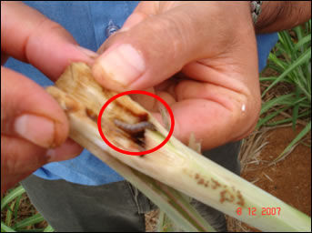 Monitoramento e Controle