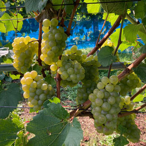 果実酒製造免許が下りました！