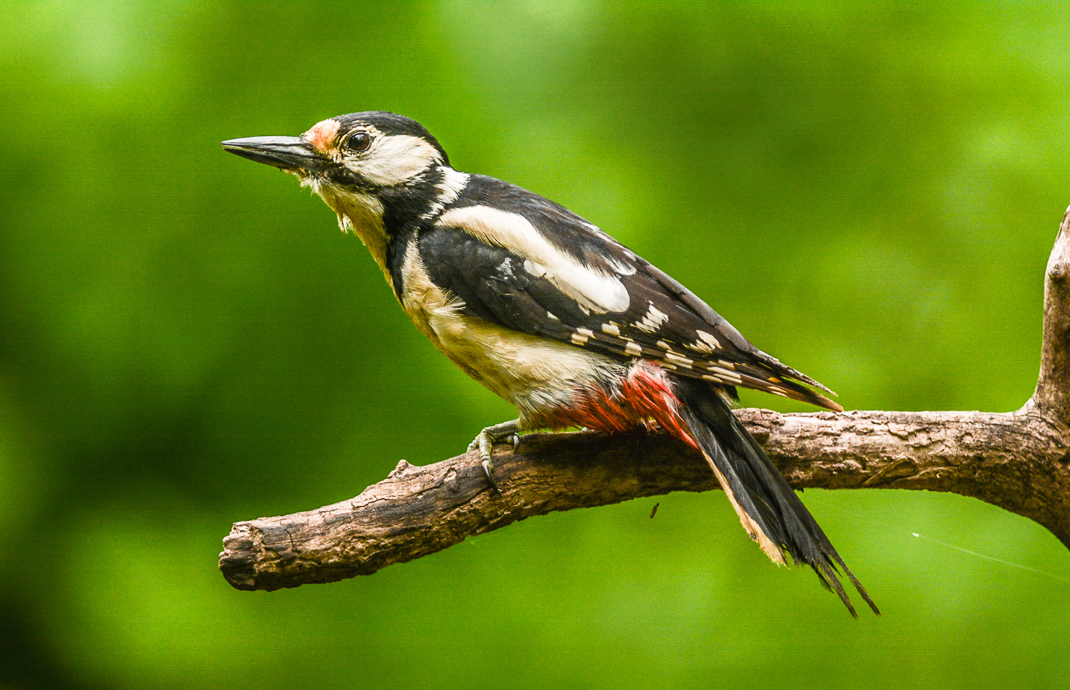 Oiseaux Hongrie Photo