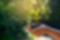 In the hands of trees growing seedlings. Bokeh green Background Female hand holding tree o