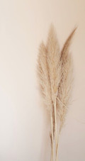 Herbes de Pampa