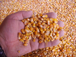 Inspección de cargas Granel