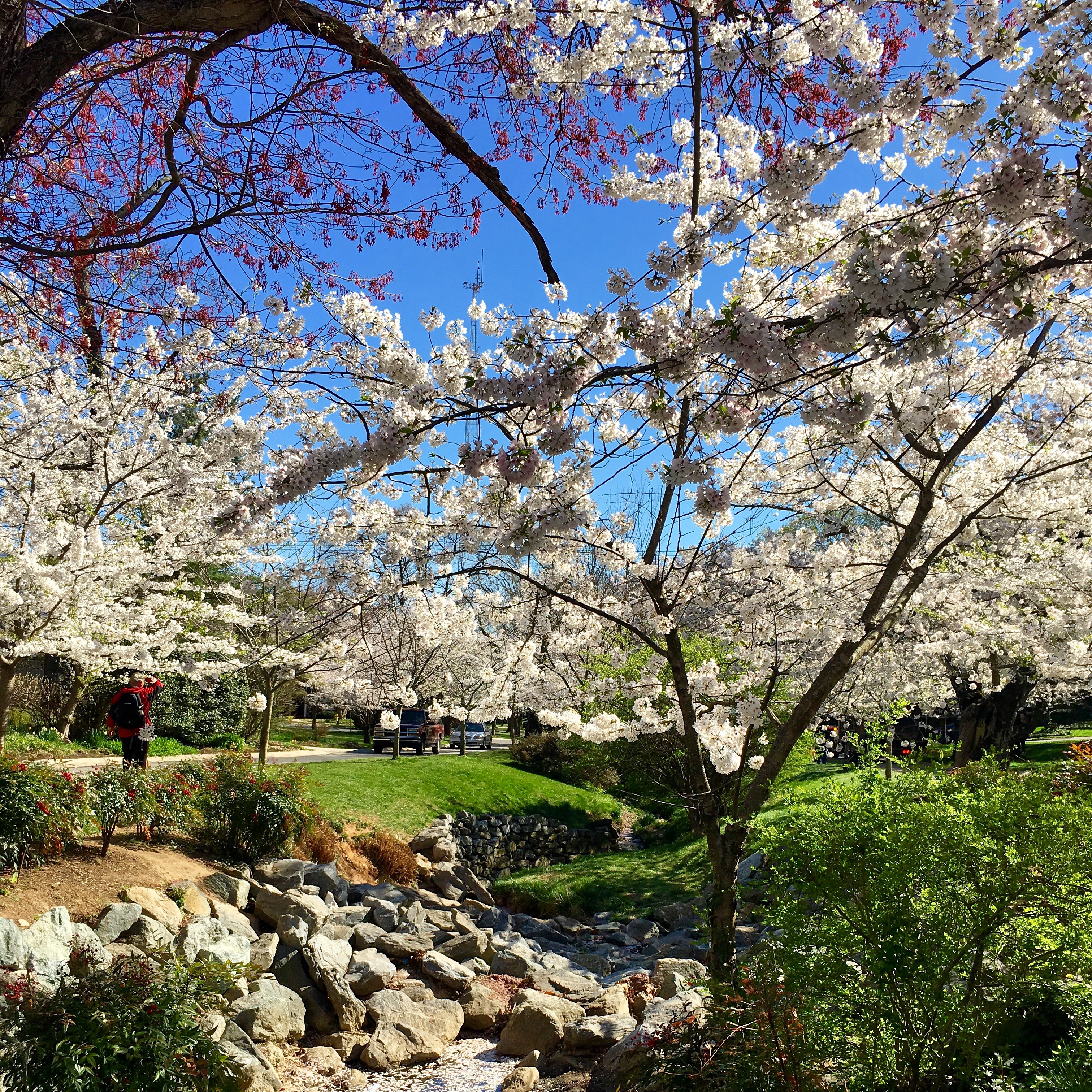 Cherry Blossoms