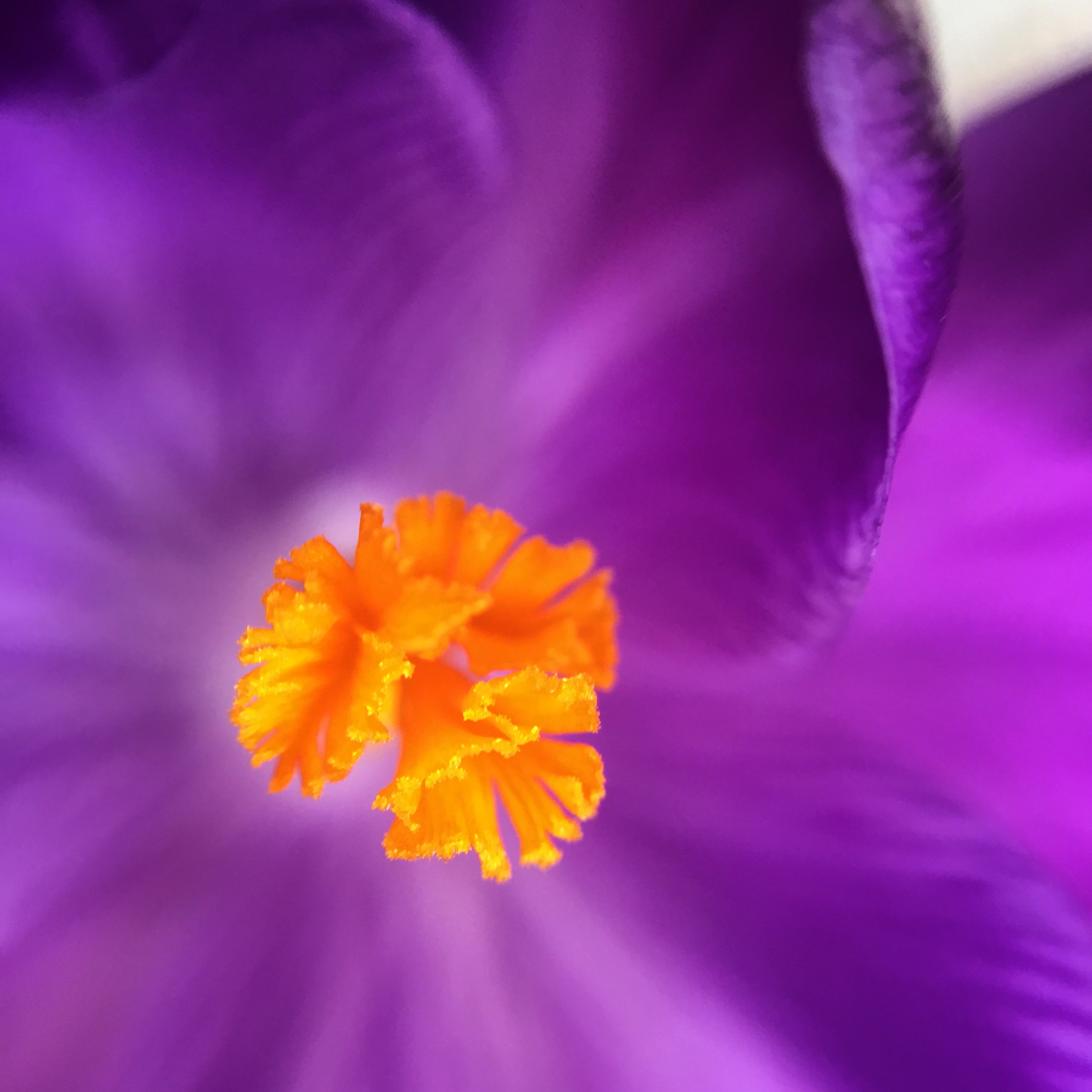 Crocus