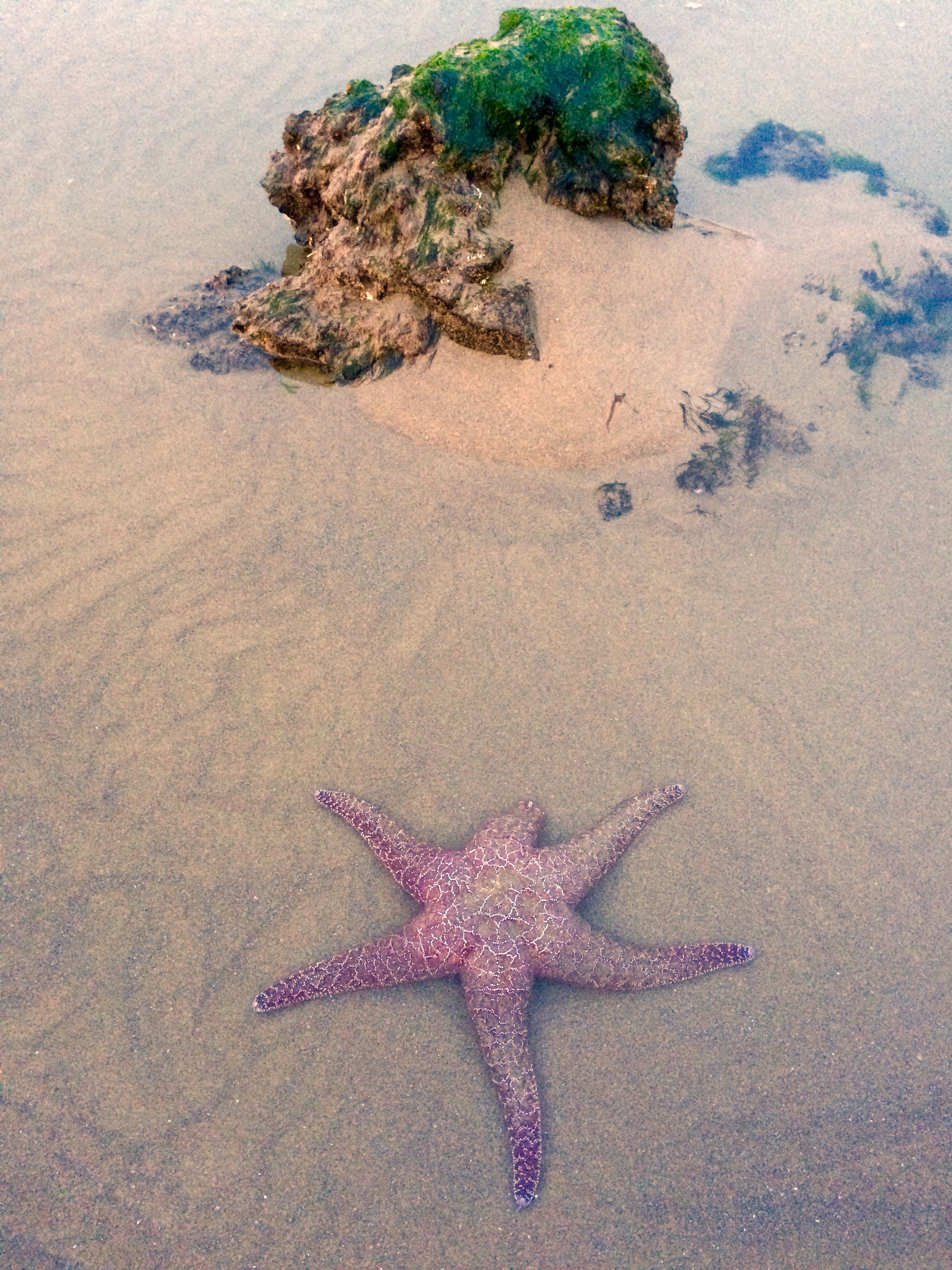 Tide pool