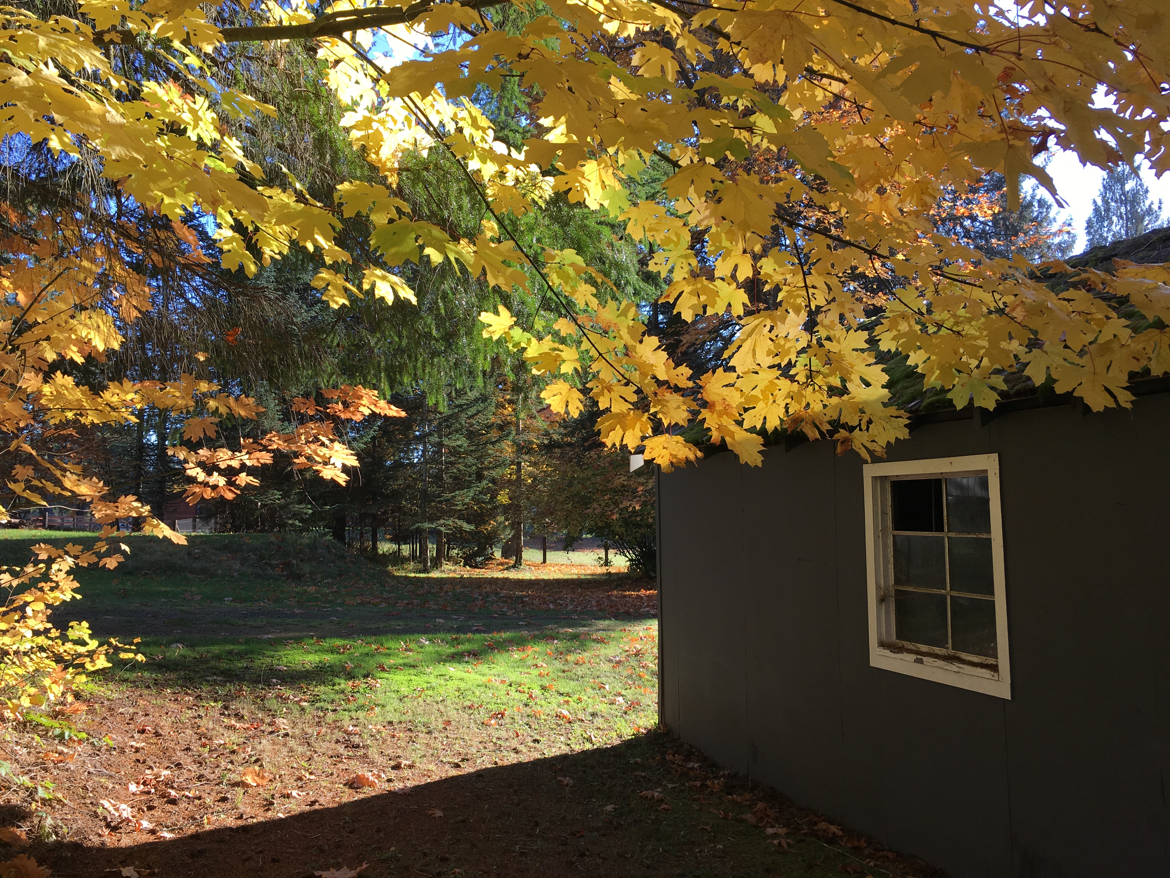 Autumn