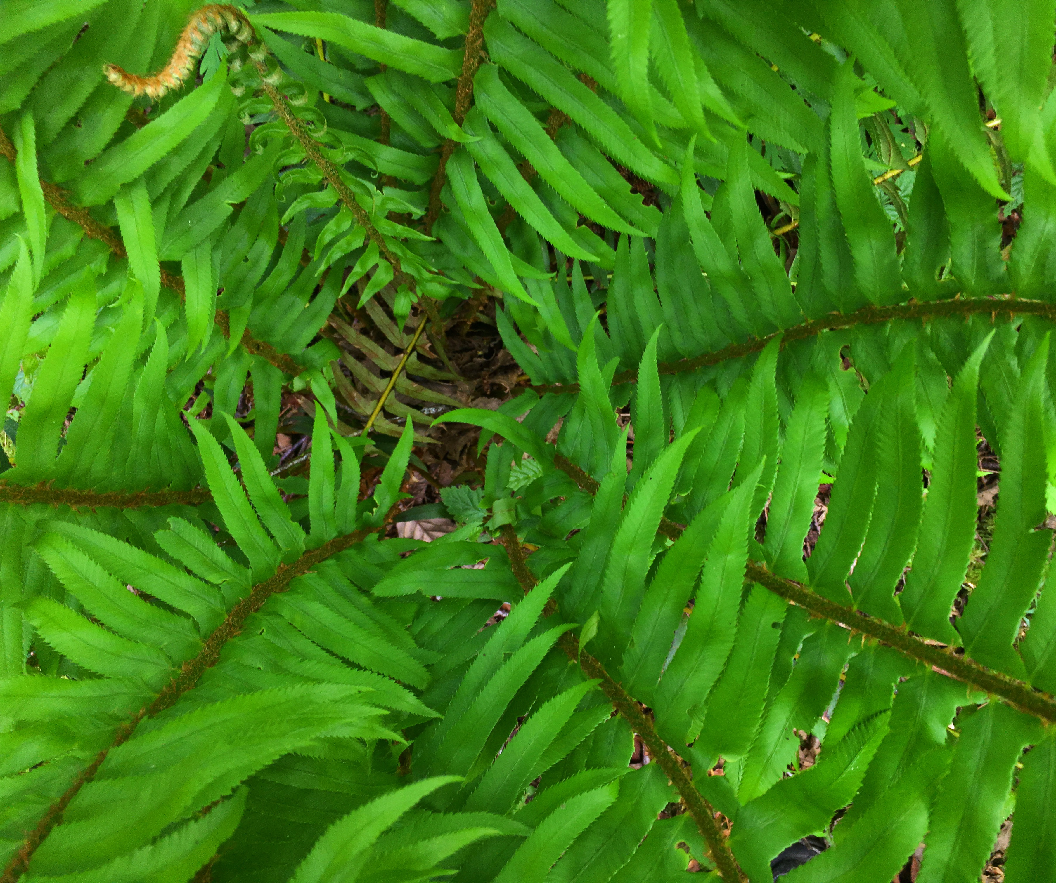 Sword Fern