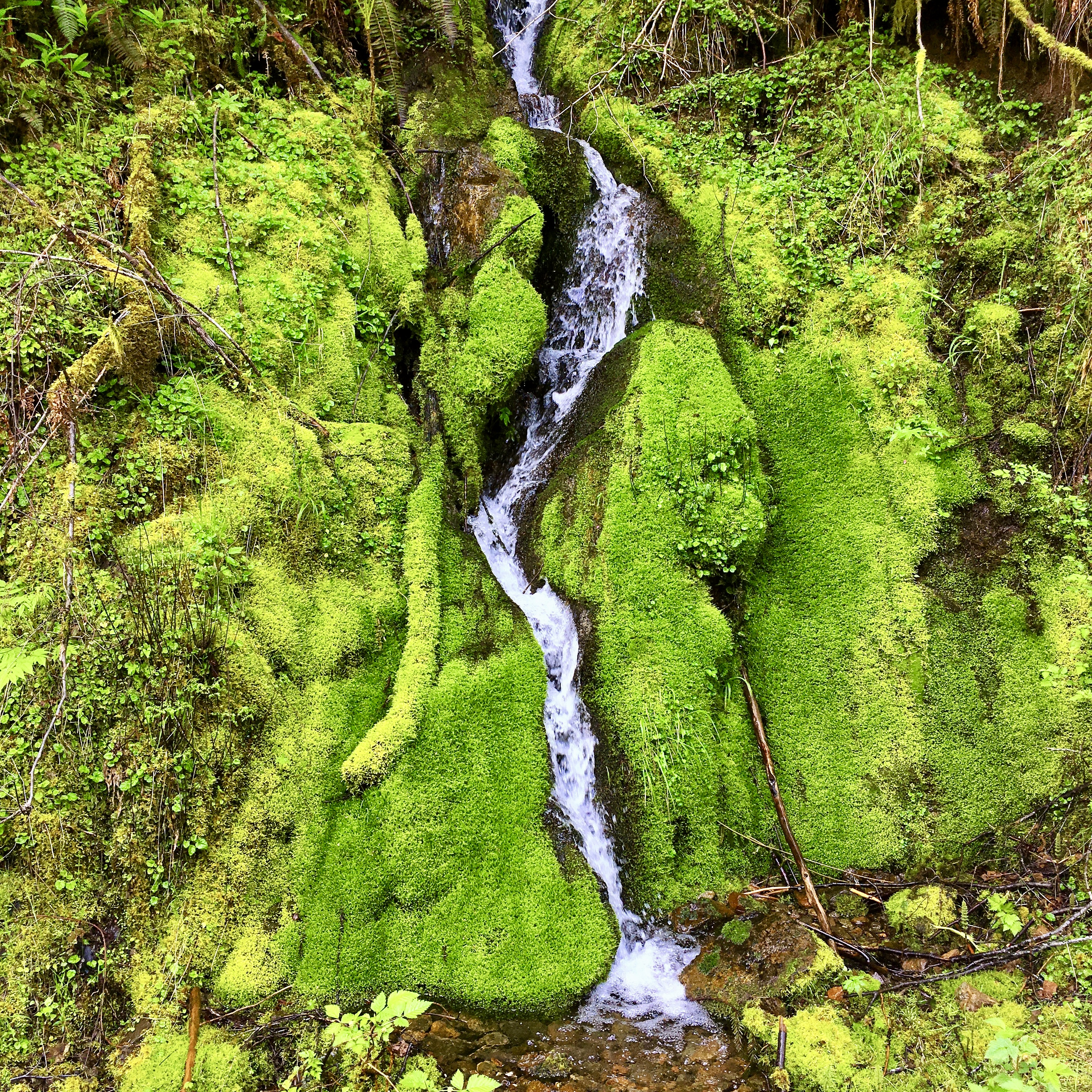Freshet
