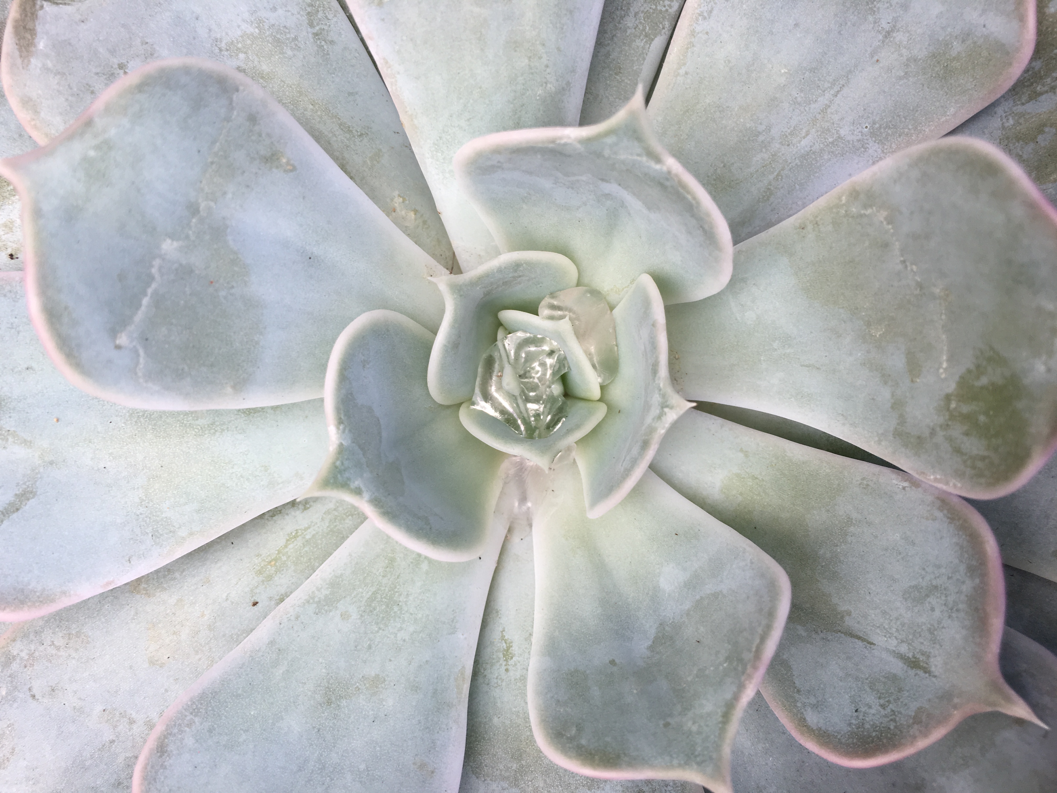 Succulent