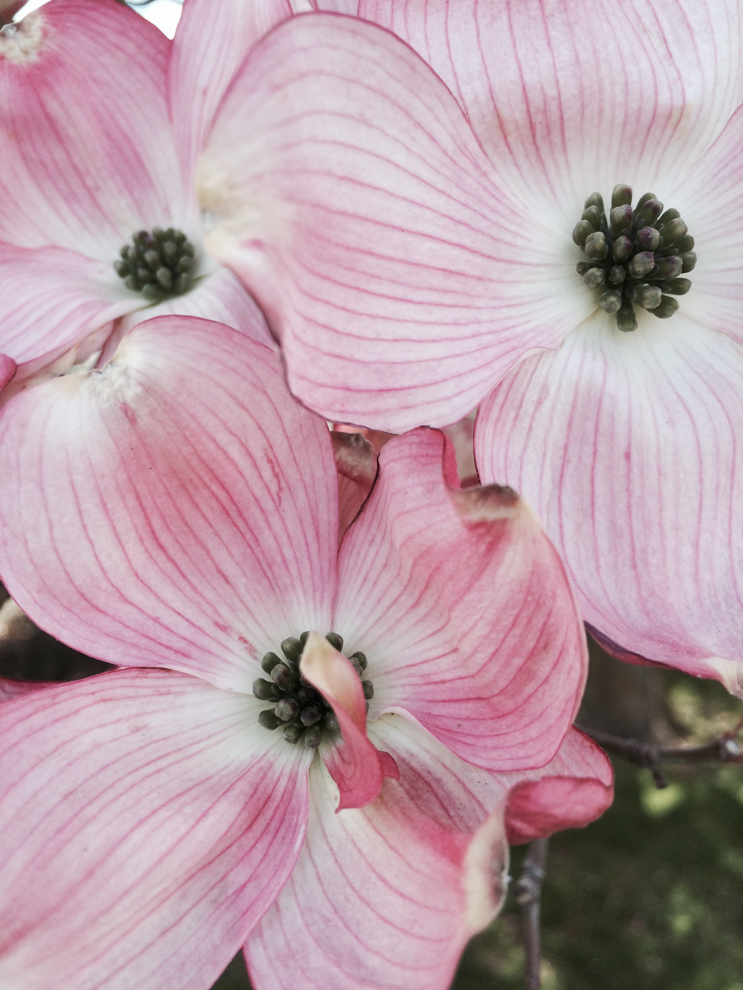 Dogwood