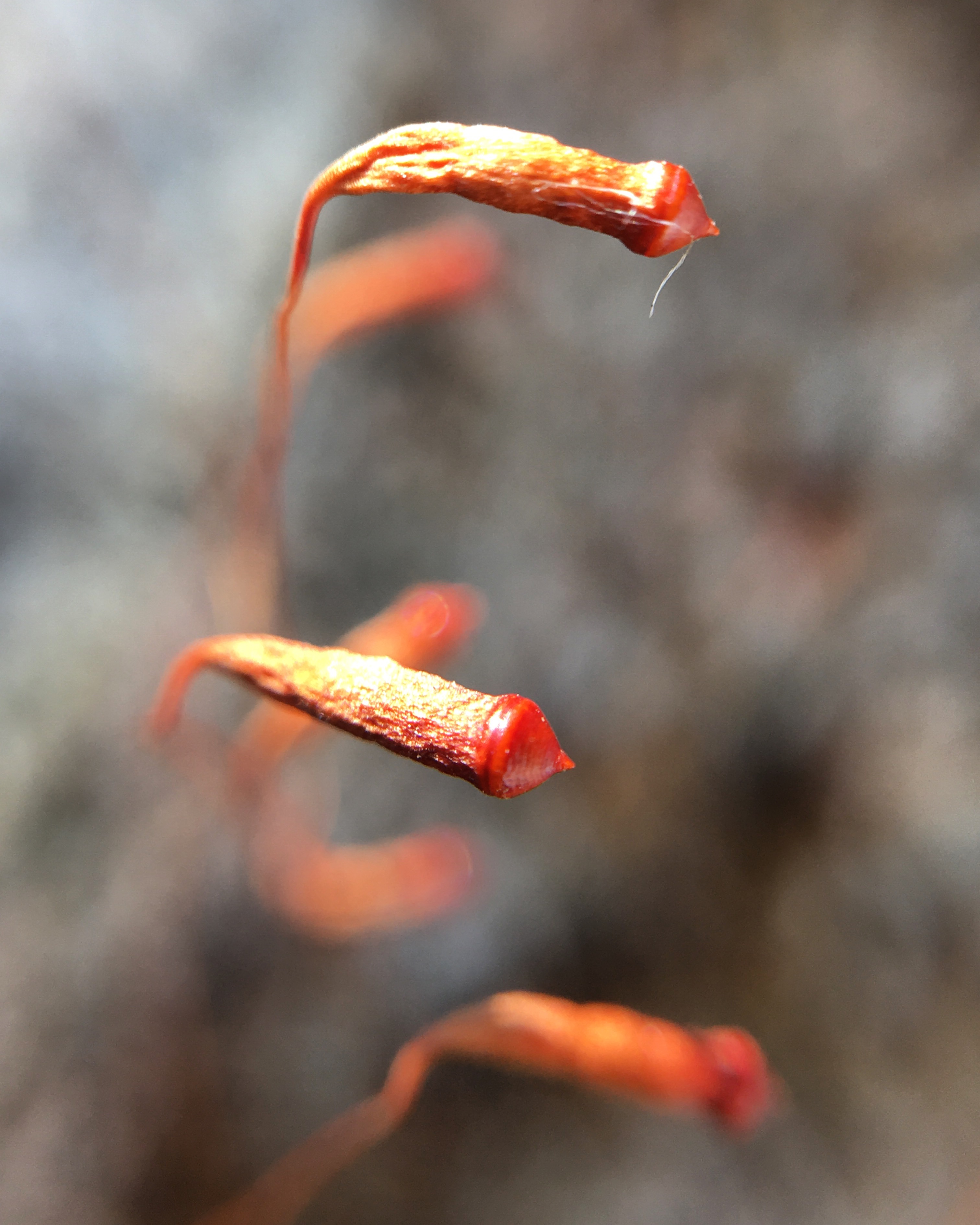 Moss Flower