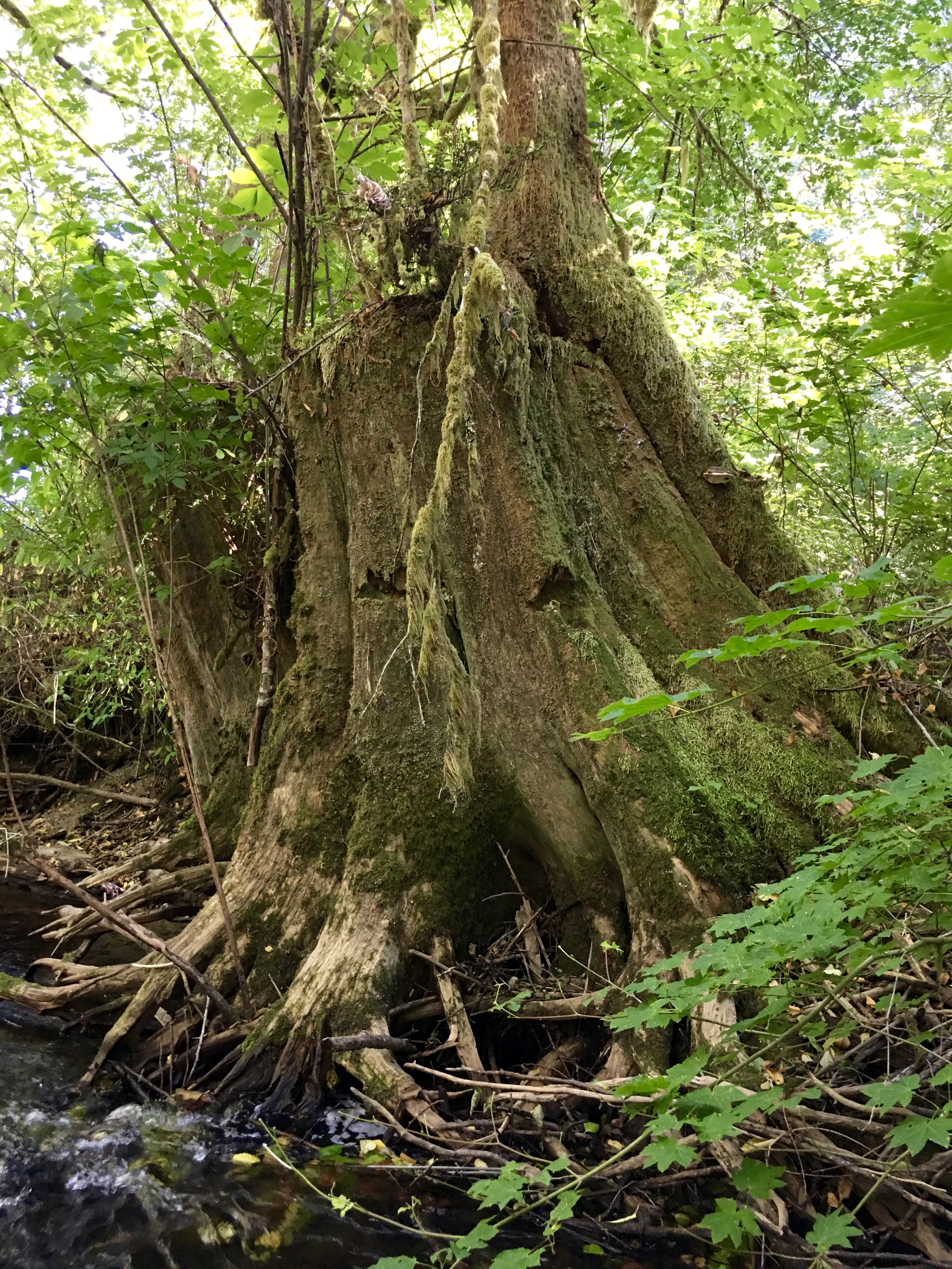 Old Man Tree