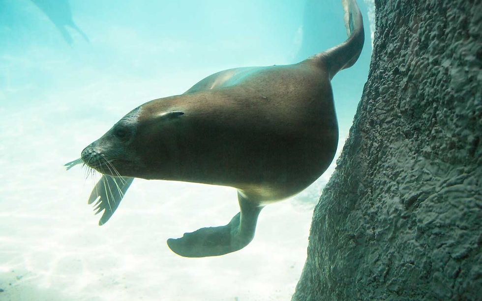 Thumbnail: North Carolina Zoo - Asheboro