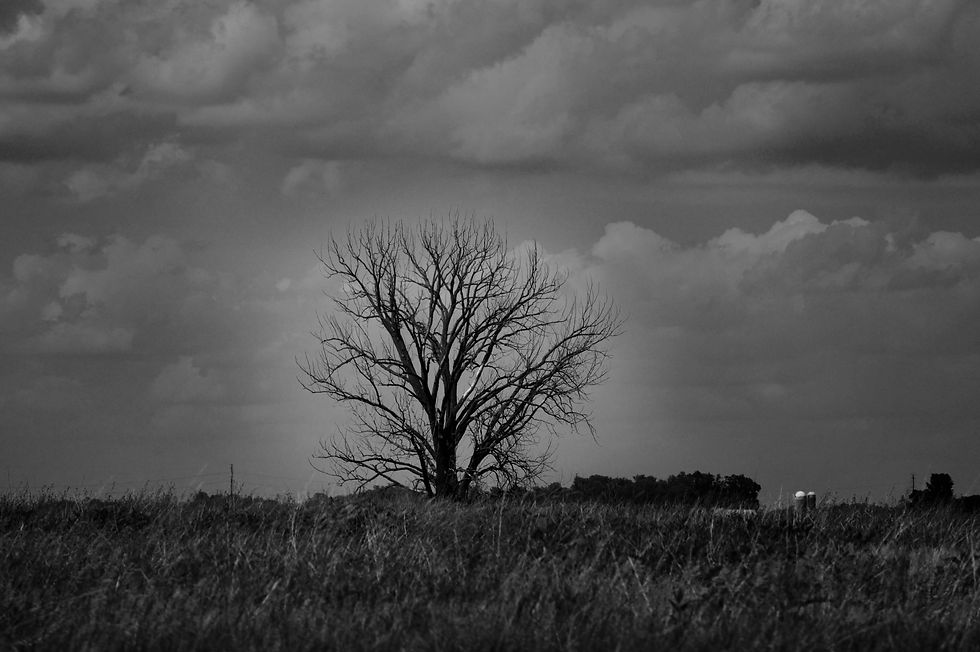 Lonely Tree