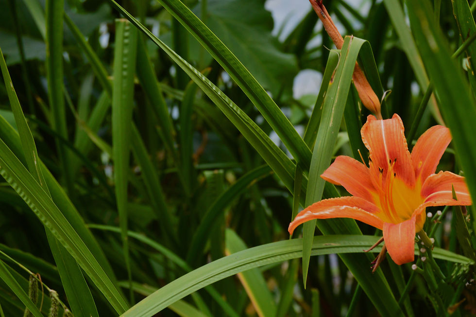 Tiger Lily
