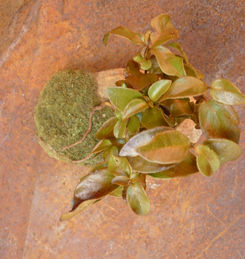 sculpture végétale