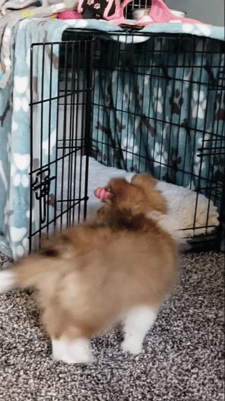 gif2.gif