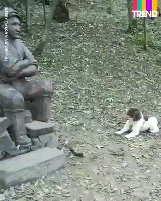 gif4.gif