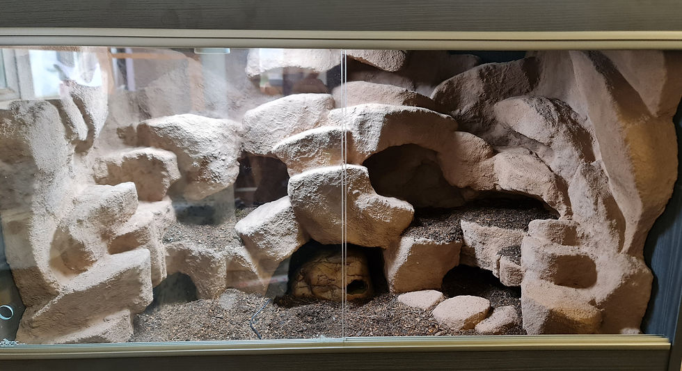 Background + Sides (A) Installed in VivExotic MAXI Medium