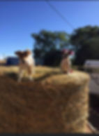 102385198_264706584771084_10637972042426